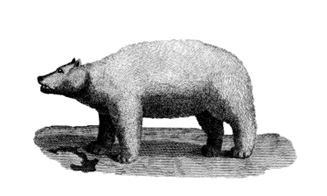 Little Bear USA